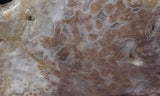 Texas Plume Agate 489