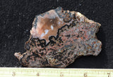 Texas Plume Agate 495