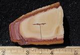 Red Falcon Jasper Rock Slab 495