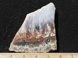 Nyssa Plume Agate Rock Slab 477