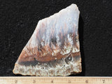 Nyssa Plume Agate Rock Slab 477