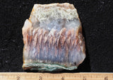 Nyssa Plume Agate Rock Slab 471