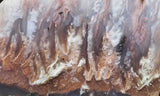 Nyssa Plume Agate Rock Slab 473