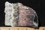 Nyssa Plume Agate Rock Slab 487