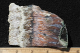 Nyssa Plume Agate Rock Slab 487