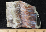 Nyssa Plume Agate Rock Slab 490