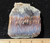 Nyssa Plume Agate Rock Slab 470