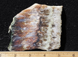 Nyssa Plume Agate Rock Slab 488