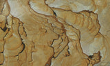 Succor Creek Jasper 477