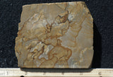 Succor Creek Jasper 493