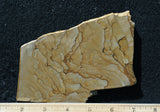 Succor Creek Jasper 479