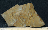 Succor Creek Jasper 475