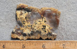 Coprolite Rock Slab 183