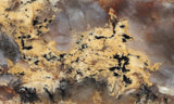 Coprolite Rock Slab 183