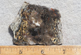 Coprolite Rock Slab 189