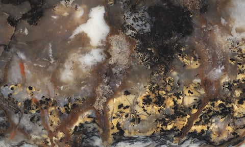 Coprolite Rock Slab 189