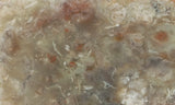 Coprolite Rock Slab 192