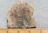 Coprolite Rock Slab 190