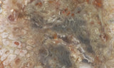 Coprolite Rock Slab 190
