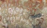 Coprolite Rock Slab 173