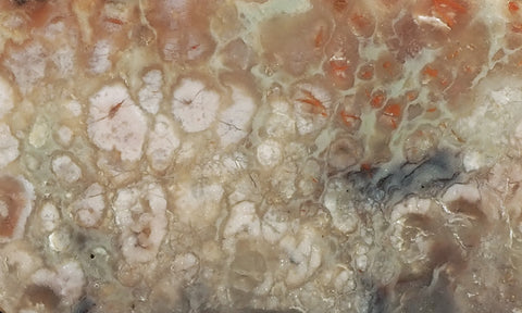 Coprolite Rock Slab 173
