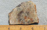 Coprolite Rock Slab 199