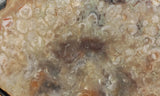 Coprolite Rock Slab 199