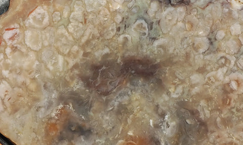 Coprolite Rock Slab 199