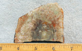 Coprolite Rock Slab 180