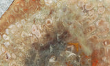 Coprolite Rock Slab 180