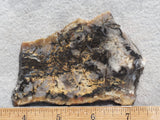 Coprolite Rock Slab 167