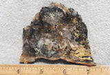 Coprolite Rock Slab 194