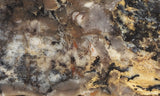 Coprolite Rock Slab 194