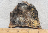 Coprolite Rock Slab 194