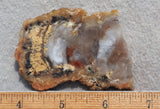 Coprolite Rock Slab 188