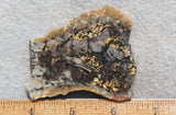 Coprolite Rock Slab 181