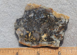 Coprolite Rock Slab 197