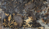 Coprolite Rock Slab 197