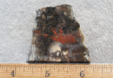 Coprolite Rock Slab 195