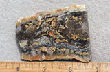 Coprolite Rock Slab 164