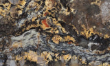 Coprolite Rock Slab 164