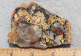 Coprolite Rock Slab 169