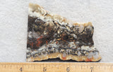 Coprolite Rock Slab 172