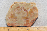 Coprolite Rock Slab 182