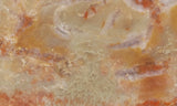 Coprolite Rock Slab 182