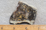 Coprolite Rock Slab 198