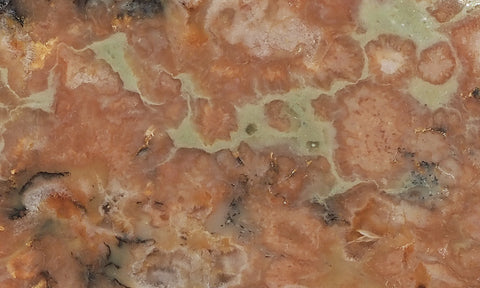 Coprolite Rock Slab 187