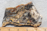 Coprolite Rock Slab 176