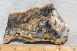 Coprolite Rock Slab 176