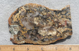 Coprolite Rock Slab 174